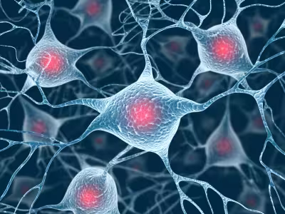 Neurons Neurons