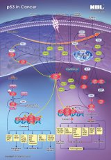 p53 in Cancer