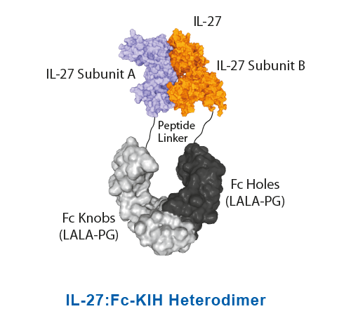 IL-27:Fc-KIH Heterodimer
