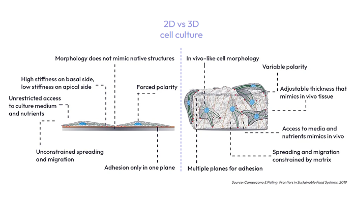 3D Cell Culture Advantages vs. Conventional 2D Cell Culture Systems