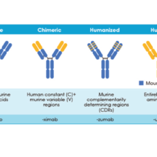 Monoclonal Antibody Drugs for Cancer