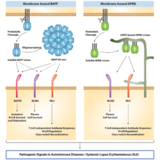 Autoimmune Disease Biomarkers APRIL & BAFF