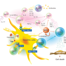 Cancer Immunotherapy: An increasing emphasis on CD4+ T cells and MHC Class II Neoantigens