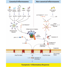 Inflammasomes and Gasdermin D Signaling Pathways