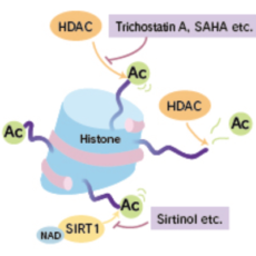 Histone deacetylase (HDAC): important consideration in regulating gene expression