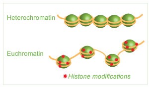 Heterochromatin and Euchromatin comparison due to histone modifications.