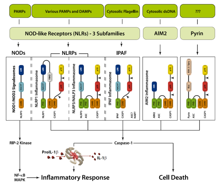 Inflammasome Pathway