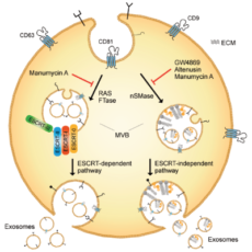Manumycin A – Exosome Biogenesis Inhibitor