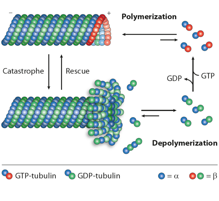 Microtubules, Post-translational Modifications of Tubulins and ...