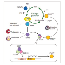 Therapeutic Targets of the NAD+ Biosynthesis Pathway