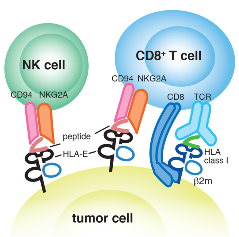 Non-classical MHC Tetramers – Caltag Medsystems