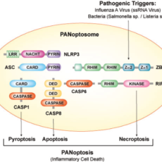 PANoptosis – Inflammatory Cell Death