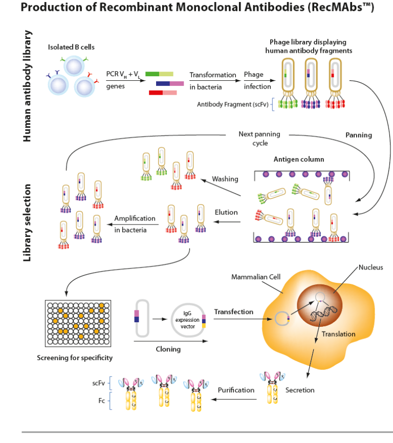 Monoclonal Antibodies [RecMAbs™] Produced with No Use of