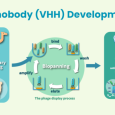 Nanobody (VHH) Development Service