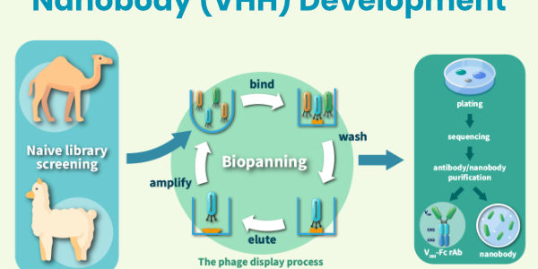 Nanobody (VHH) Development Service