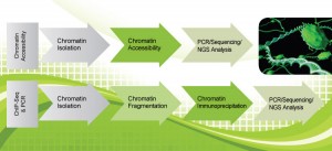 Epigentek Chromatin Arrow workflow