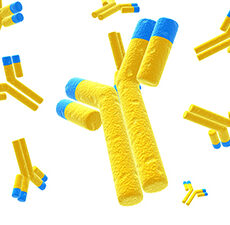 Why should you use Isotype Control Antibodies – MBL