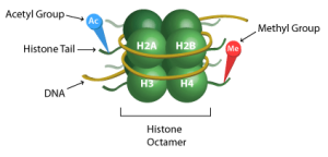 histone acetylation and histone deacetylation