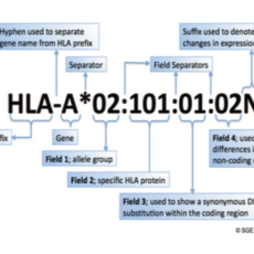 Correlation Between HLA Typing and Immune Monitoring in Human Disease