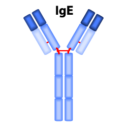 Antibody Basics: Isotypes – Caltag Medsystems