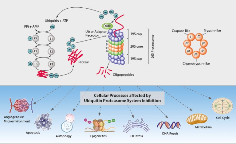 The Ubiquitin-Proteasome System – Caltag Medsystems