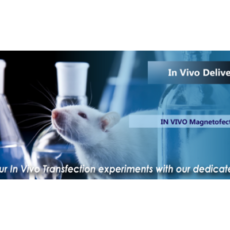 In Vivo Transfection Experiment Reagents