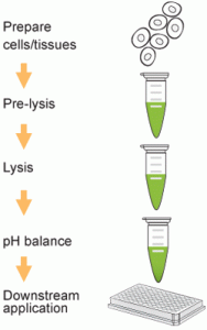 histone extraction kit op-0006 from epigentek schematic