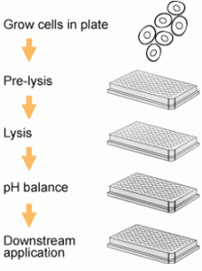 Schematic procedure for using the EpiQuik™ Total Histone Extraction HT Kit.