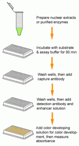 Colorimetrically measure DNA methyltransferase activity or inhibition at extremely fast speeds on a 96-stripwell microplate