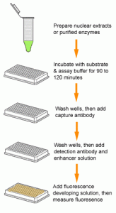 Fluorometrically measure DNA methyltransferase activity or inhibition at extremely fast speeds on a 96-stripwell microplate