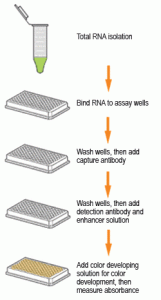 In this assay, total RNA is bound to strip wells using a RNA high binding solution. N6-methyladenosine (m6A) is detected using a specific capture N6-methyladenosine antibody and detection antibody. The detected signal is enhanced and then quantified colorimetrically by reading the absorbance in a microplate spectrophotometer at a wavelength of 450 nm. The amount of m6A is proportional to the OD intensity measured. Both negative and positive RNA controls are provided in this kit.