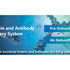 Deliver Functional Proteins and Antibodies into Living Cells