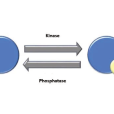 Protein Phosphorylation: Essential Role in the Proper Functioning of Pathways