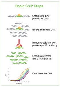 Basic ChIP Steps: Crosslink to bind proteins to DNA. Isolate and shear DNA. Immunoprecipitate with protein-specific antibody. Crosslink reversal and DNA clean-up. Quantitate the DNA.